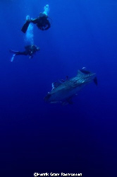 Divers with Whaleshark, at Brothers Island. NikonD70, nat... by Henrik Gram Rasmussen 